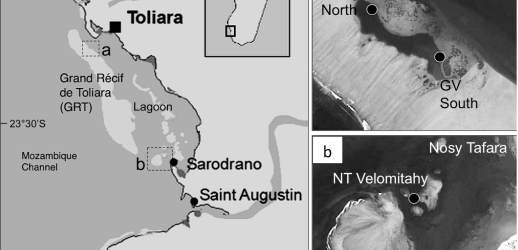 Previously unlisted scleractinian species recorded from the Great Reef of Toliara