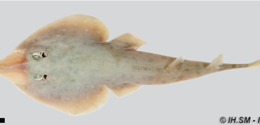 Annotated checklist of the fishes of Madagascar, southwestern Indian Ocean, with 158 new records